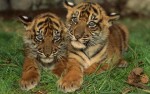 Ranthambhore NP